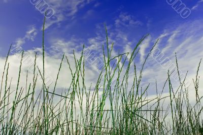 Cereals on the blue sky background