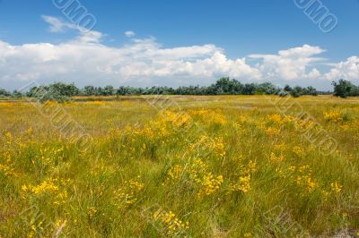 Summer meadow