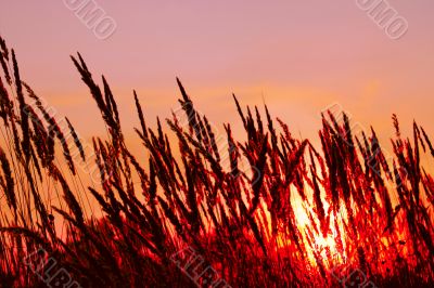 Cereals on sunset background