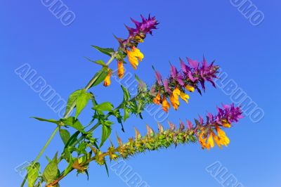 Beautiful wild flowers