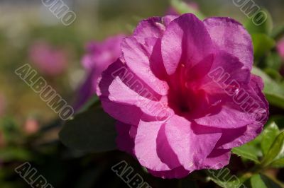 Pink Flower