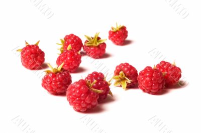 a lot of raspberry isolated on white background