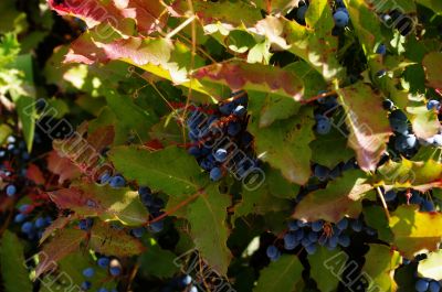 grapes of black wild