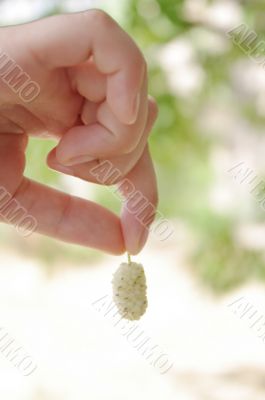 white mulberry in hand
