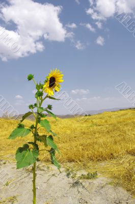 one sunflower against the straw of the farm