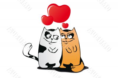 cat love