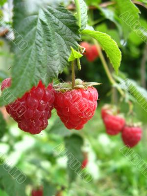the red raspberry 