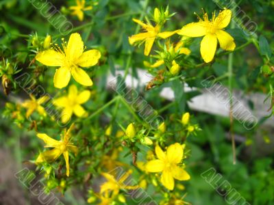 tutsan