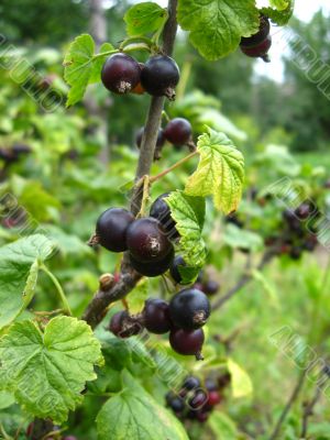 the black berries of currant 