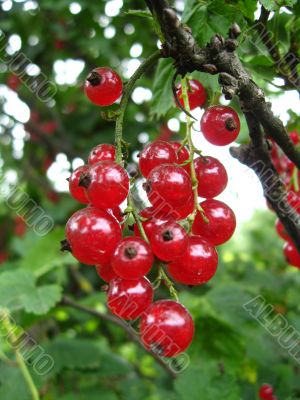 the red berries of currant 