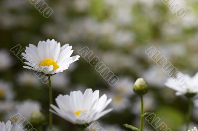 White Daisy