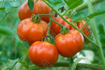 Tomatoes on a branch