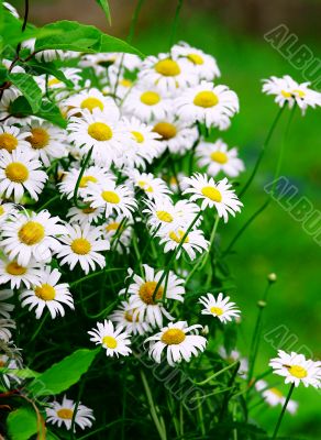Green grass with daisy flowers