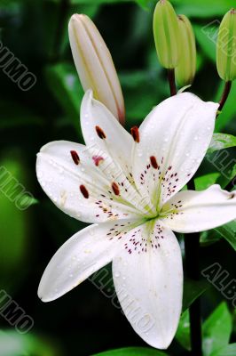 White lily with raindrops