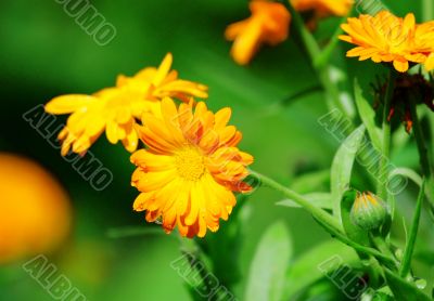 Orange flowers with raindrops