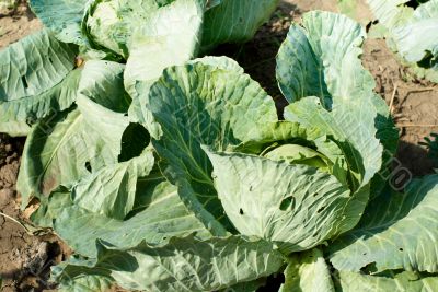 Cabbage in the garden