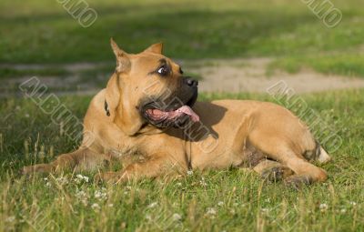 A dog lying on the grass