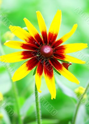 Yellow Flower