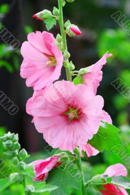 Pink malva Silvestris. Mallows