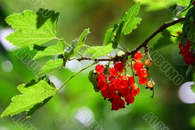 Red currants