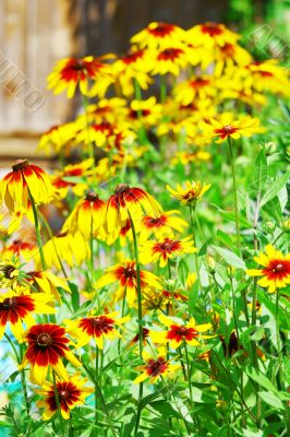 Yellow flowers