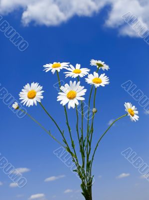 Wild daisies bouquet