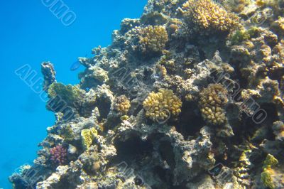 colorful reef