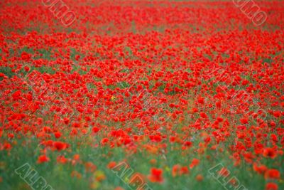 many red poppies