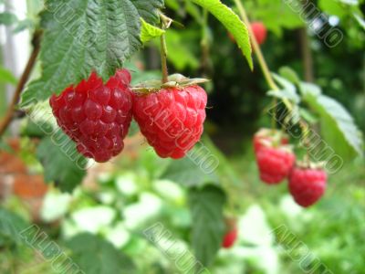 the red raspberry