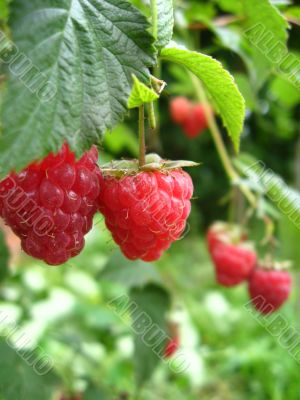 the red raspberry 