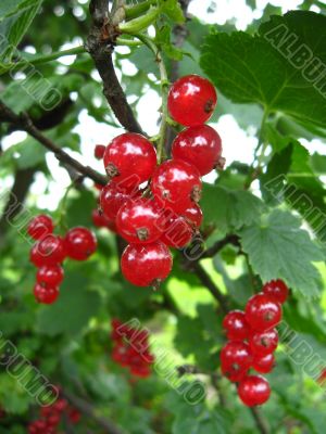 the red berries of currant 