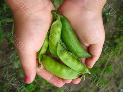a handful of peas