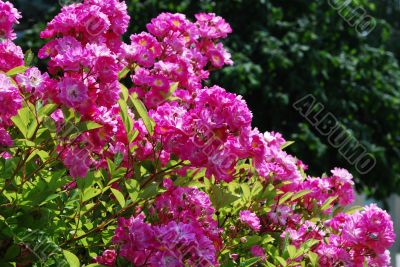 flowerage
