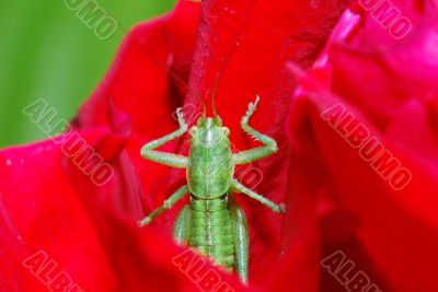 green grasshopper bloom