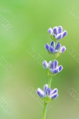 lavender