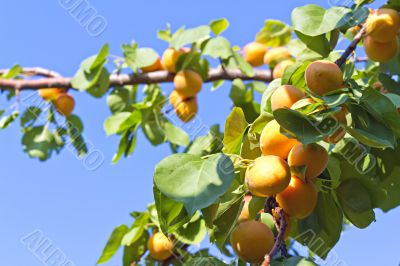 apricots on a tree branch