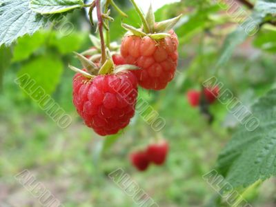 the red raspberry