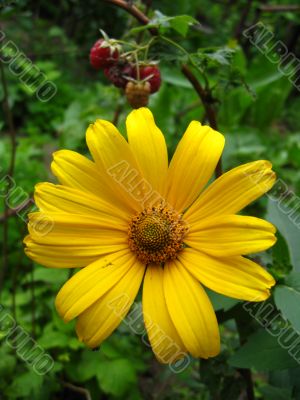 the beautiful yellow flower