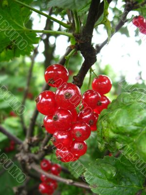 the red currant