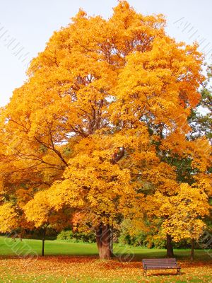 City park in autumn