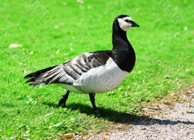 Canadian Goose 