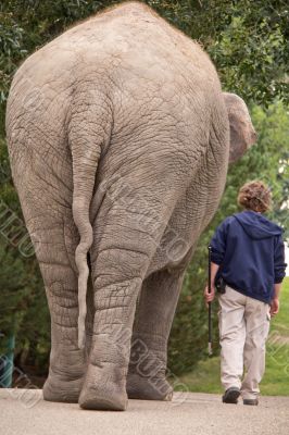 Walking with the elephant