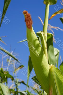 Top corn