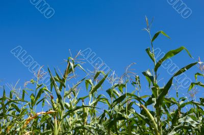 Corn plants