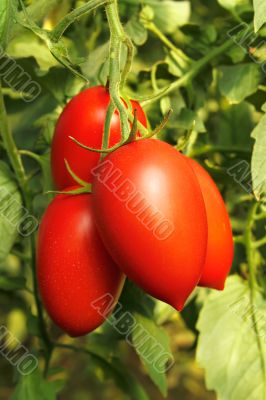 Ripe red tomatoes