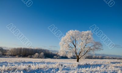 Frost covered tree