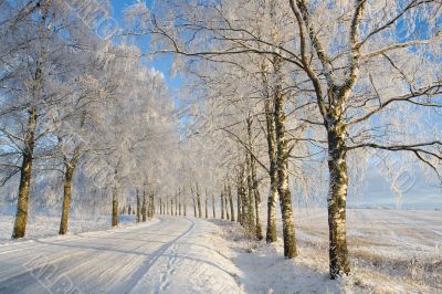 Frost covered birch tree