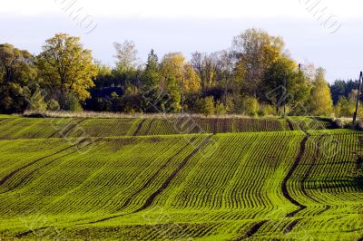 Winter crop field