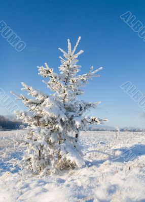Frost covered christmas tree
