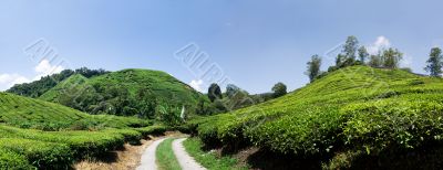 Cameron Highlands